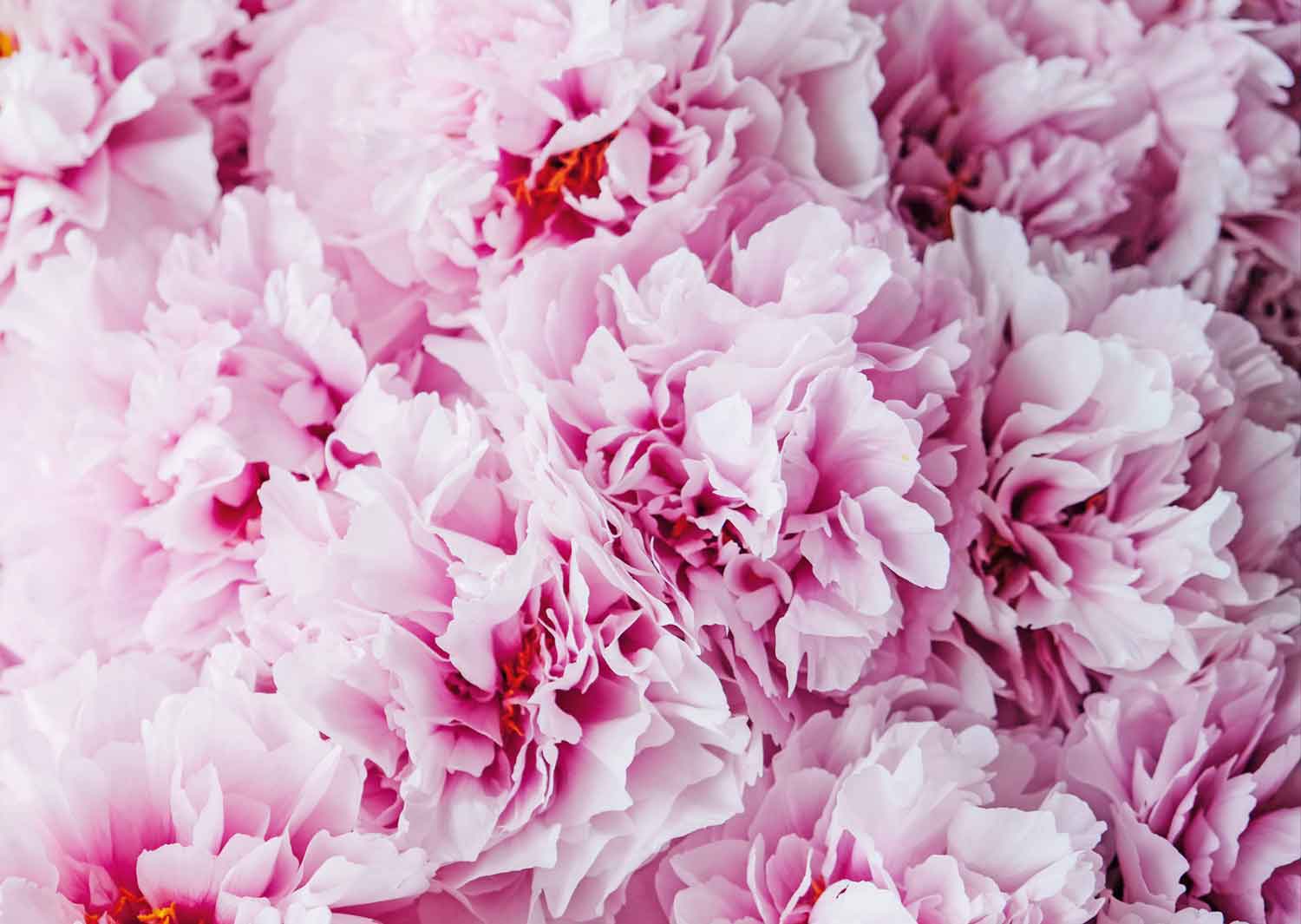Collection of perfumes with floral notes for women